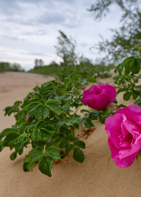 DUNE BLOOM