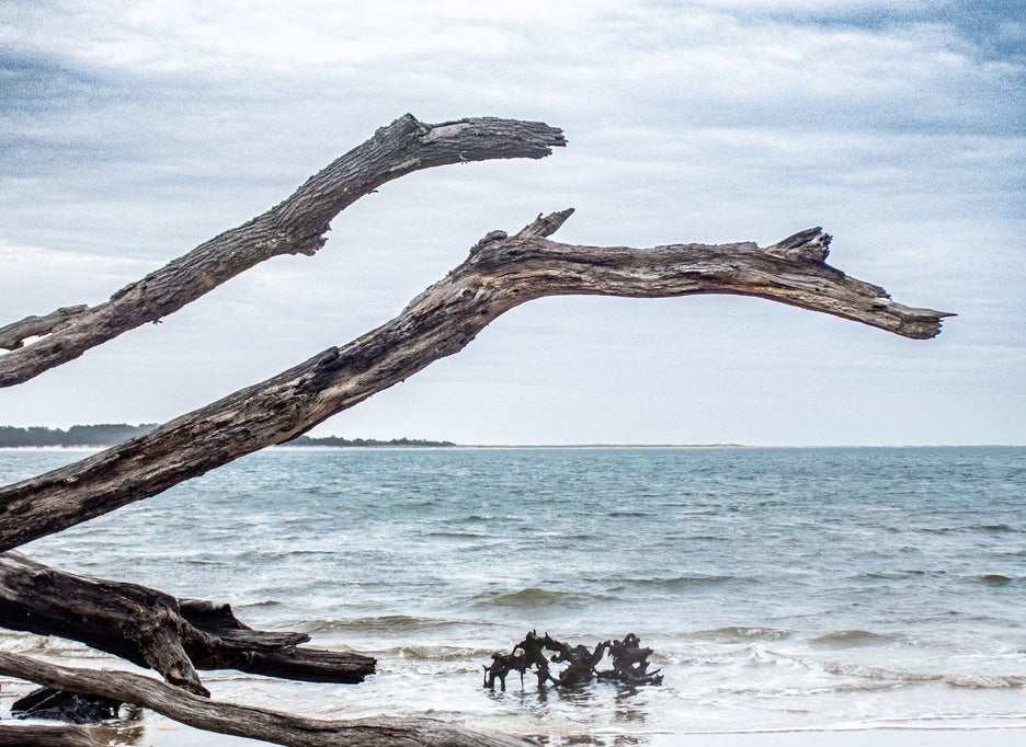 SALT + SEA
