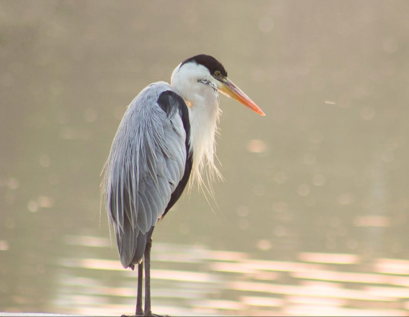 Blue Heron