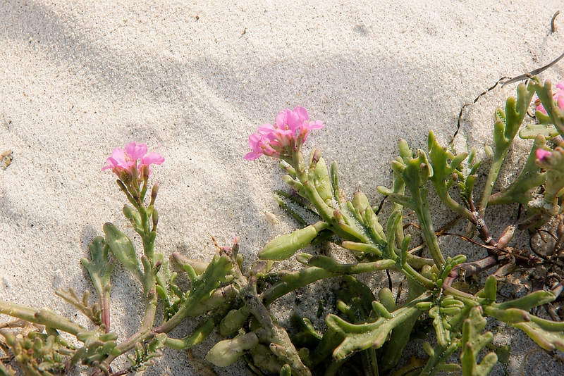 Dune Blooms