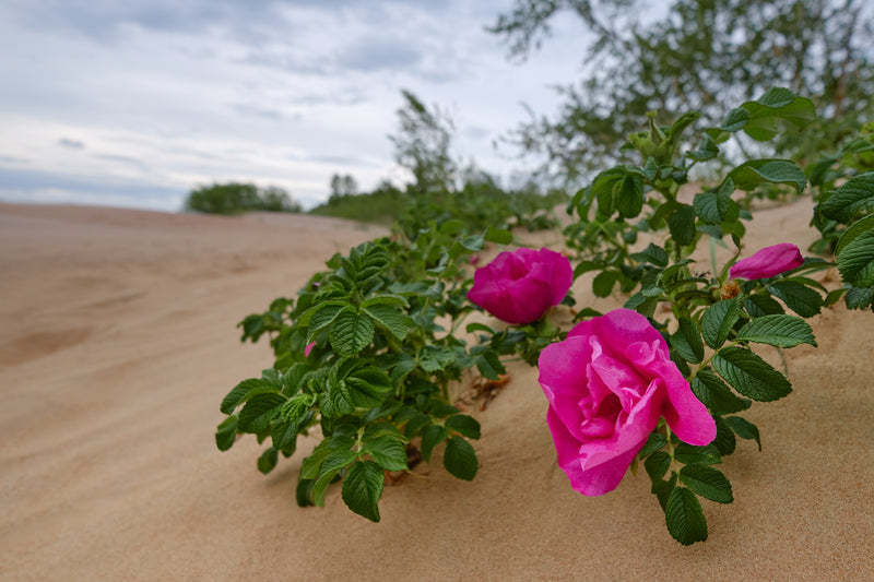 Dune Blooms